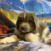 AKC Newfie Puppy - Brown – Male (Wicket), a male Newfoundland for sale in Cheyenne, WY – 3 of 10