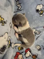 AKC Newfie Puppy - Orange - Male (Walker), a male Newfoundland for sale in Cheyenne, WY – Photo 3 of 4