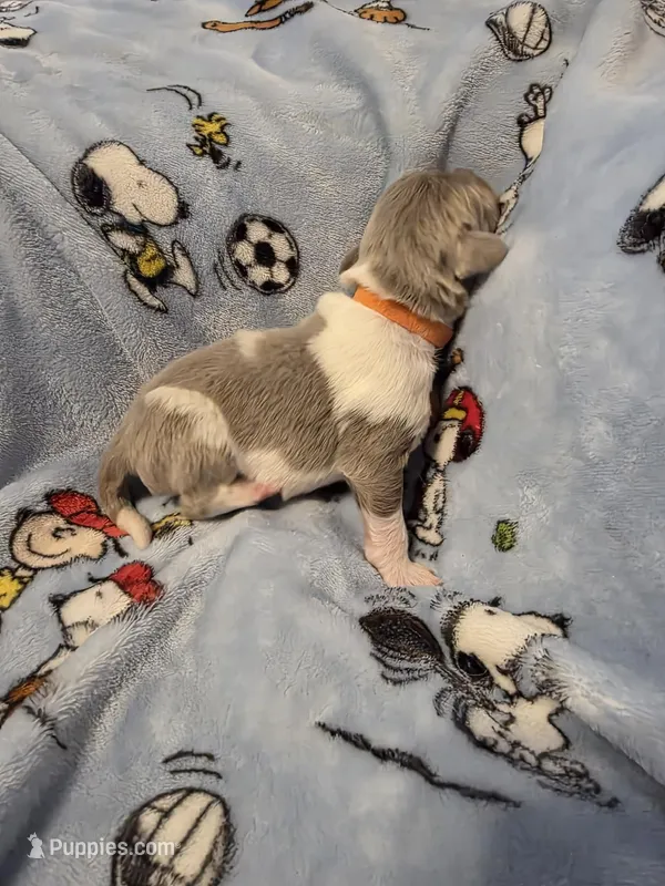 AKC Newfie Puppy - Orange - Male (Walker) – Newfoundland puppy for sale in Cheyenne, WY