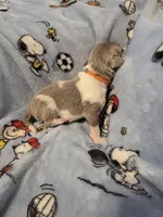 AKC Newfie Puppy - Orange - Male (Walker), a male Newfoundland for sale in Cheyenne, WY – Photo 1 of 4