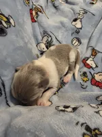 AKC Newfie Puppy - Orange - Male (Walker), a male Newfoundland for sale in Cheyenne, WY – Photo 2 of 4