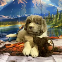 AKC Newfie Puppy - Green – Male (Cordell), a male Newfoundland for sale in Cheyenne, WY – 2 of 10