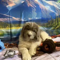 AKC Newfie Puppy - Purple – Female (Padme) , a female Newfoundland for sale in Cheyenne, WY – 4 of 10