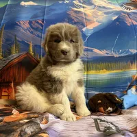 AKC Newfie Puppy - Green – Male (Cordell), a male Newfoundland for sale in Cheyenne, WY – 5 of 10