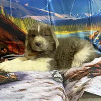 AKC Newfie Puppy - Brown – Male (Wicket), a male Newfoundland for sale in Cheyenne, WY – 1 of 10
