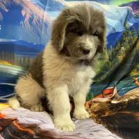 AKC Newfie Puppy - Purple – Female (Padme) , a female Newfoundland for sale in Cheyenne, WY – 9 of 10