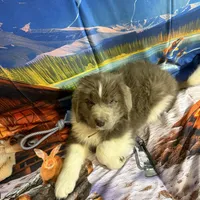 AKC Newfie Puppy - Brown – Male (Wicket), a male Newfoundland for sale in Cheyenne, WY – 5 of 10