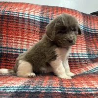 AKC Newfie Puppy - White - Female (Princess Kneesaa), a female Newfoundland for sale in Cheyenne, WY – 5 of 10