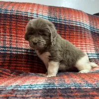 AKC Newfie Puppy - White - Female (Princess Kneesaa), a female Newfoundland for sale in Cheyenne, WY – 2 of 10