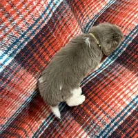 AKC Newfie Puppy - White - Female (Princess Kneesaa), a female Newfoundland for sale in Cheyenne, WY – 8 of 10