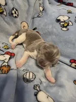 AKC Newfie Puppy - White - Female (Princess Kneesaa), a female Newfoundland for sale in Cheyenne, WY – Photo 3 of 4