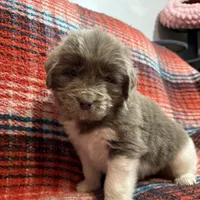 AKC Newfie Puppy - White - Female (Princess Kneesaa), a female Newfoundland for sale in Cheyenne, WY – 1 of 10