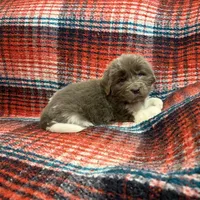 AKC Newfie Puppy - White - Female (Princess Kneesaa), a female Newfoundland for sale in Cheyenne, WY – 9 of 10