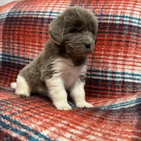 AKC Newfie Puppy - White - Female (Princess Kneesaa), a female Newfoundland for sale in Cheyenne, WY – 7 of 10
