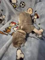 AKC Newfie Puppy - White - Female (Princess Kneesaa), a female Newfoundland for sale in Cheyenne, WY – Photo 2 of 4