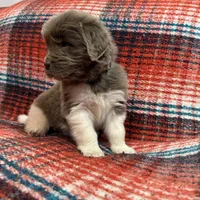 AKC Newfie Puppy - White - Female (Princess Kneesaa), a female Newfoundland for sale in Cheyenne, WY – 4 of 10