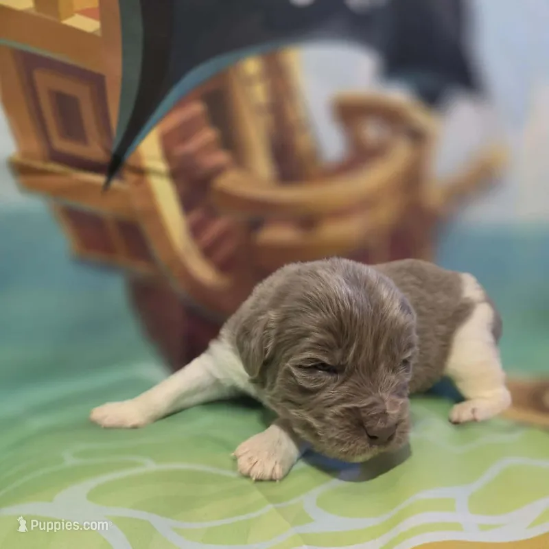 AKC Newfie Puppy - White - Female (Princess Kneesaa) – Newfoundland puppy for sale in Cheyenne, WY