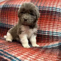 AKC Newfie Puppy - White - Female (Princess Kneesaa), a female Newfoundland for sale in Cheyenne, WY – 6 of 10