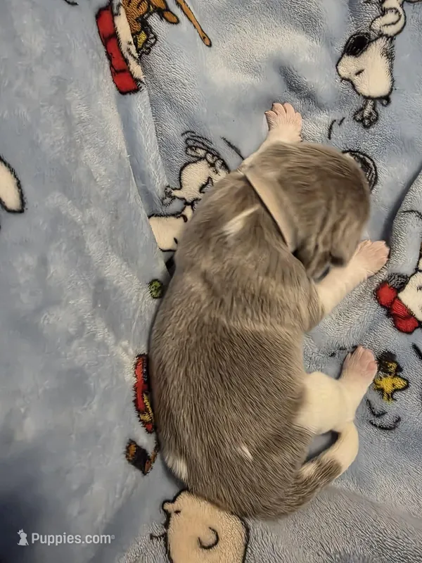 AKC Newfie Puppy - White - Female (Princess Kneesaa) – Newfoundland puppy for sale in Cheyenne, WY