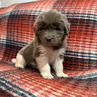 AKC Newfie Puppy - White - Female (Princess Kneesaa), a female Newfoundland for sale in Cheyenne, WY – 3 of 10