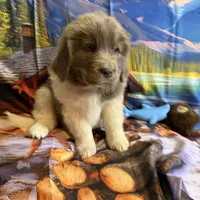 AKC Newfie Puppy - Gold - Female (Sheree), a female Newfoundland for sale in Cheyenne, WY – 6 of 10