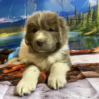 AKC Newfie Puppy - Green – Male (Cordell), a male Newfoundland for sale in Cheyenne, WY – 6 of 10