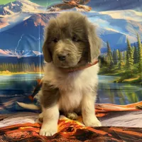 AKC Newfie Puppy - Orange - Male (Walker), a male Newfoundland for sale in Cheyenne, WY – 2 of 10