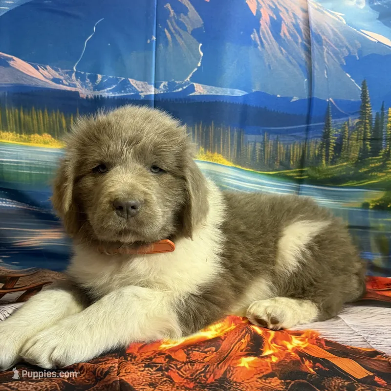 AKC Newfie Puppy - Orange - Male (Walker) – Newfoundland puppy for sale in Cheyenne, WY