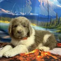 AKC Newfie Puppy - Orange - Male (Walker), a male Newfoundland for sale in Cheyenne, WY – 1 of 10