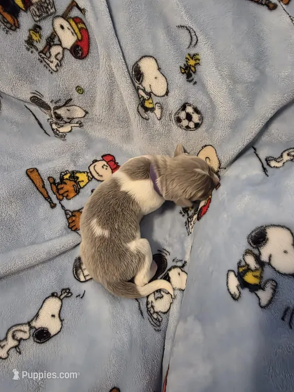 AKC Newfie Puppy - Purple – Female (Padme)  – Newfoundland puppy for sale in Cheyenne, WY