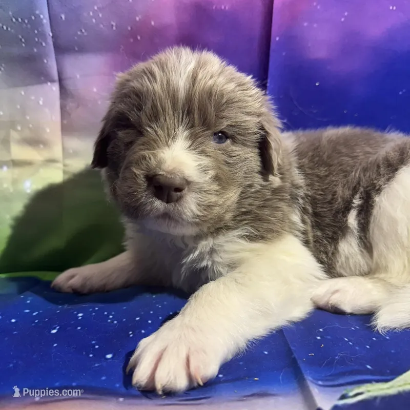 AKC Newfie Puppy - Purple – Female (Padme)  – Newfoundland puppy for sale in Cheyenne, WY