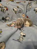 AKC Newfie Puppy - Purple – Female (Padme) , a female Newfoundland for sale in Cheyenne, WY – Photo 3 of 4