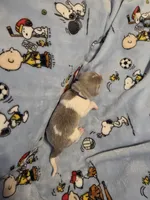 AKC Newfie Puppy - Purple – Female (Padme) , a female Newfoundland for sale in Cheyenne, WY – Photo 2 of 4