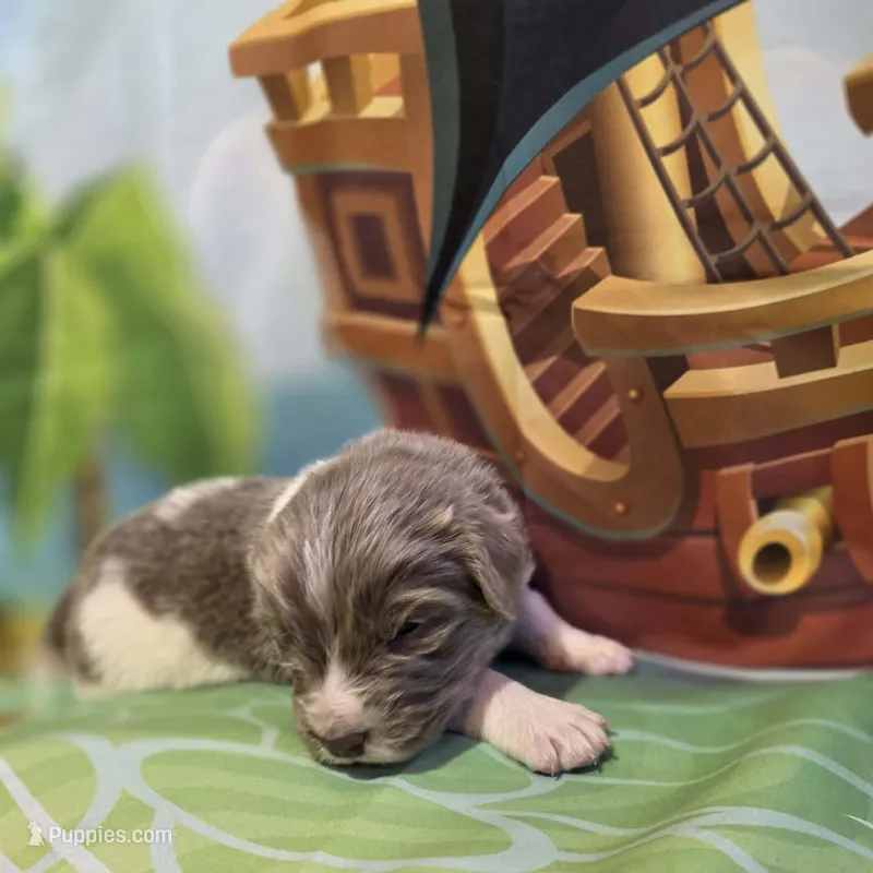 AKC Newfie Puppy - Purple – Female (Padme)  – Newfoundland puppy for sale in Cheyenne, WY