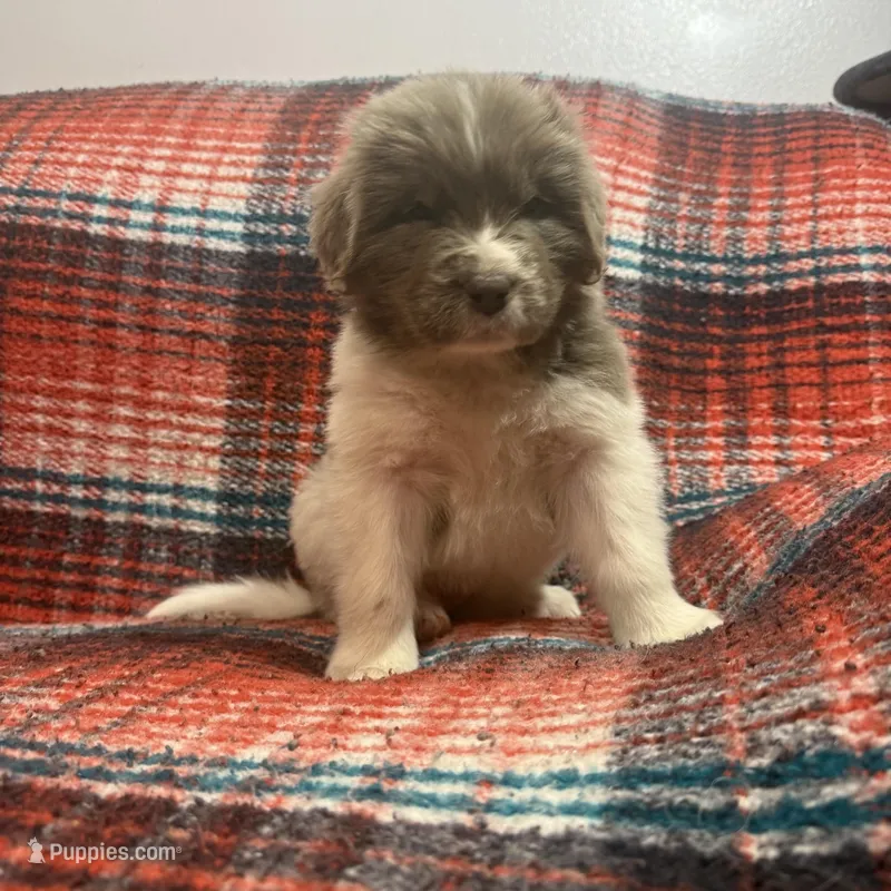 AKC Newfie Puppy - Purple – Female (Padme)  – Newfoundland puppy for sale in Cheyenne, WY