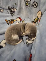 AKC Newfie Puppy - Black - Male (Chuck Norris), a male Newfoundland for sale in Cheyenne, WY – Photo 2 of 4