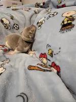 AKC Newfie Puppy - Black - Male (Chuck Norris), a male Newfoundland for sale in Cheyenne, WY – Photo 3 of 4