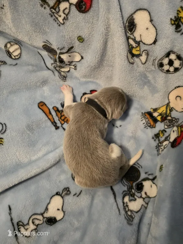 AKC Newfie Puppy - Black - Male (Chuck Norris) – Newfoundland puppy for sale in Cheyenne, WY