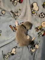 AKC Newfie Puppy - Black - Male (Chuck Norris), a male Newfoundland for sale in Cheyenne, WY – Photo 1 of 4