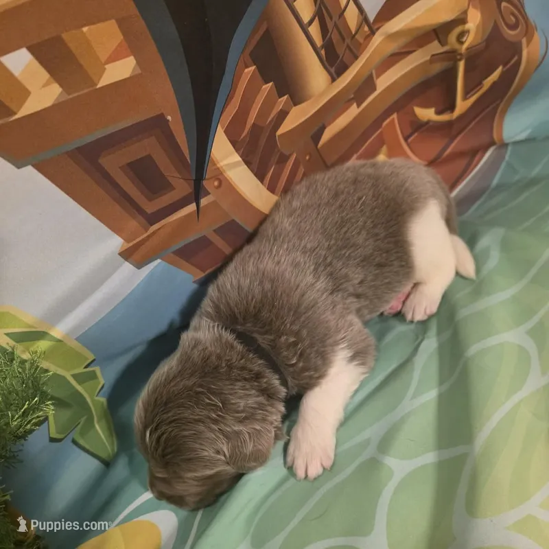 AKC Newfie Puppy - Black - Male (Chuck Norris) – Newfoundland puppy for sale in Cheyenne, WY