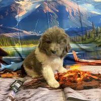 AKC Newfie Puppy - Gold - Female (Sheree), a female Newfoundland for sale in Cheyenne, WY – 9 of 10