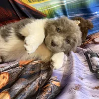 AKC Newfie Puppy - Gold - Female (Sheree), a female Newfoundland for sale in Cheyenne, WY – 3 of 10