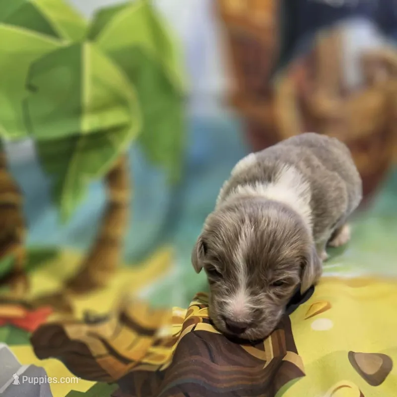 AKC Newfie Puppy - Green – Male (Cordell) – Newfoundland puppy for sale in Cheyenne, WY