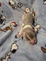 AKC Newfie Puppy - Green – Male (Cordell), a male Newfoundland for sale in Cheyenne, WY – Photo 2 of 4