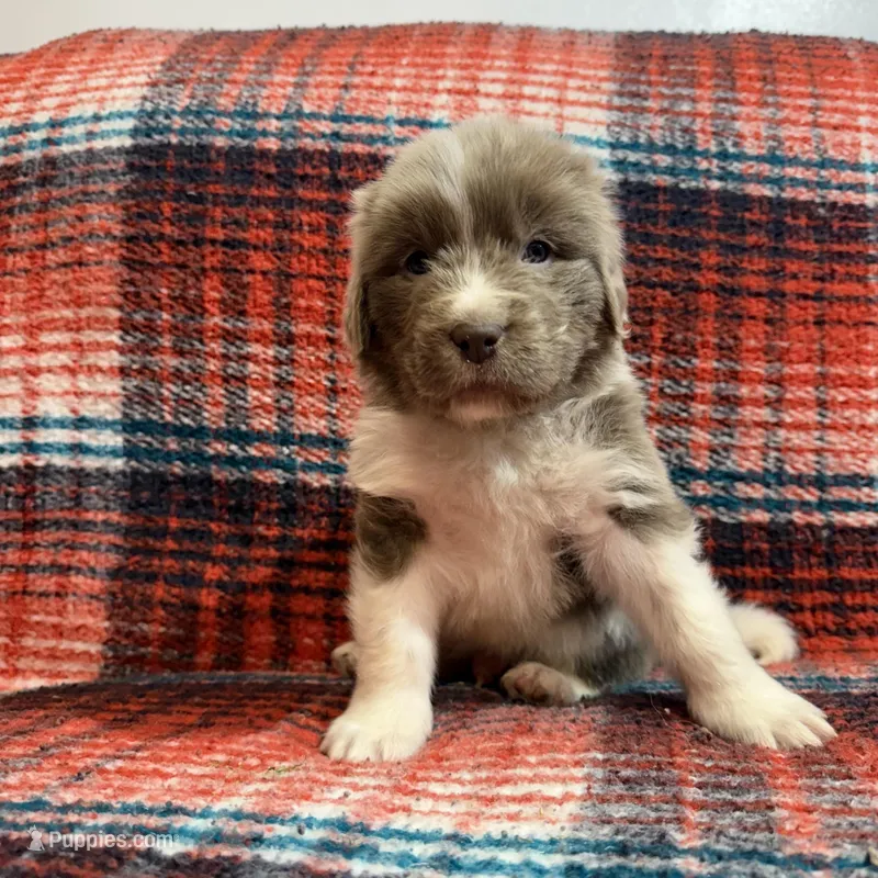 AKC Newfie Puppy - Green – Male (Cordell) – Newfoundland puppy for sale in Cheyenne, WY