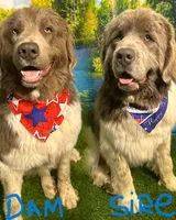 AKC Newfie Puppy - Green – Male (Cordell), a male Newfoundland for sale in Cheyenne, WY – Photo 4 of 4