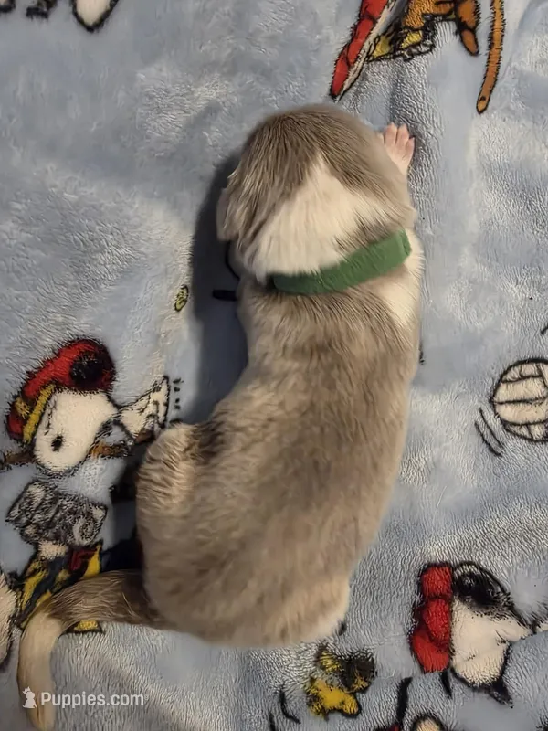 AKC Newfie Puppy - Green – Male (Cordell) – Newfoundland puppy for sale in Cheyenne, WY