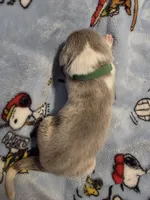 AKC Newfie Puppy - Green – Male (Cordell), a male Newfoundland for sale in Cheyenne, WY – Photo 1 of 4