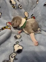 AKC Newfie Puppy - Green – Male (Cordell), a male Newfoundland for sale in Cheyenne, WY – Photo 3 of 4