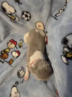 AKC Newfie Puppy - Red – Male (Texas), a male Newfoundland for sale in Cheyenne, WY – Photo 2 of 4